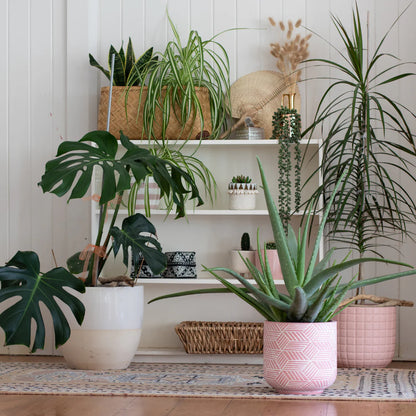 MoistMeter - Fugtmåler til planter